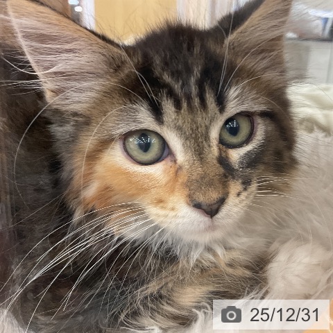 福岡県のメインクーン (ペットプラス 福岡店/2025年10月16日生まれ/女の子/ブラウンパッチドタビーホワイト)の子猫の3枚目の画像