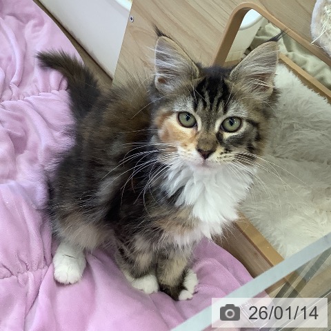 福岡県のメインクーン (ペットプラス 福岡店/2025年10月16日生まれ/女の子/ブラウンパッチドタビーホワイト)の子猫の3枚目の画像