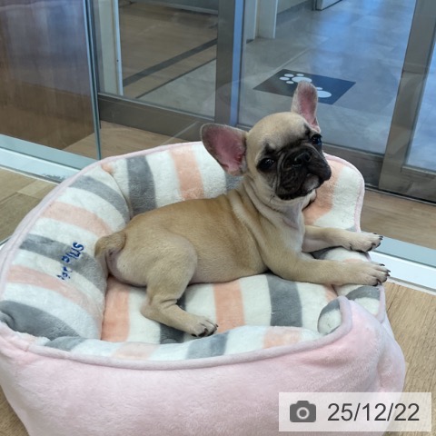 愛知県のフレンチブルドッグ (ペットプラス 熱田店/2025年10月13日生まれ/男の子/フォーン)の子犬の4枚目の画像