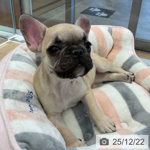 愛知県のフレンチブルドッグ (ペットプラス 熱田店/2025年10月13日生まれ/男の子/フォーン)の子犬の3枚目の画像