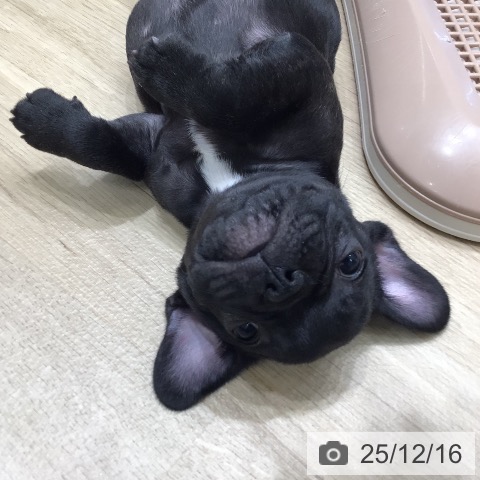 フレンチ・ブルドッグの写真