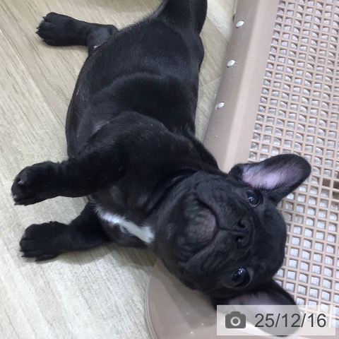 フレンチ・ブルドッグの写真