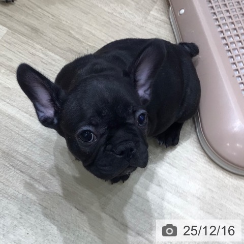 フレンチ・ブルドッグの写真