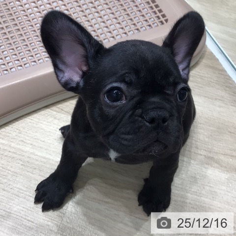 フレンチ・ブルドッグの写真