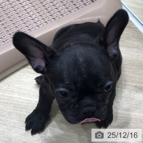 フレンチ・ブルドッグの写真