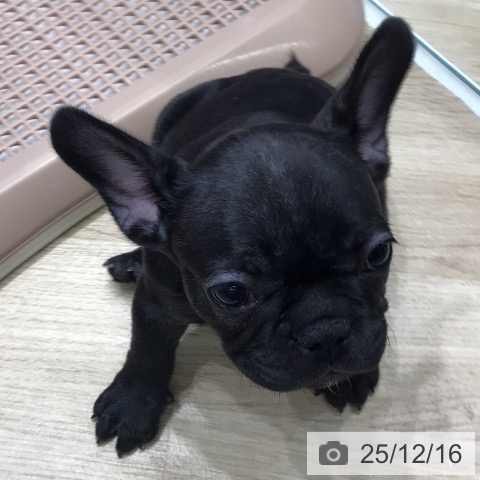 フレンチ・ブルドッグの写真