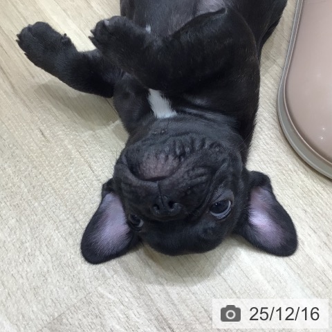 フレンチ・ブルドッグの写真