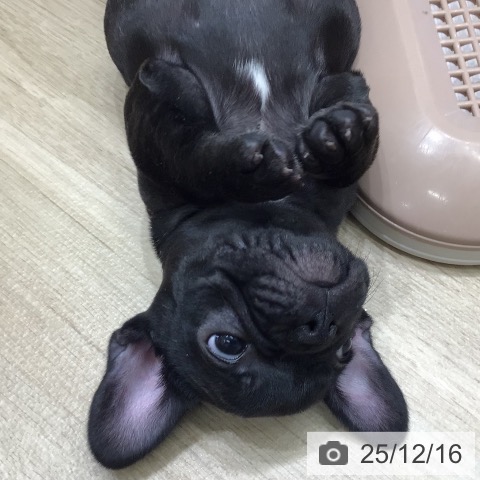 フレンチ・ブルドッグの写真