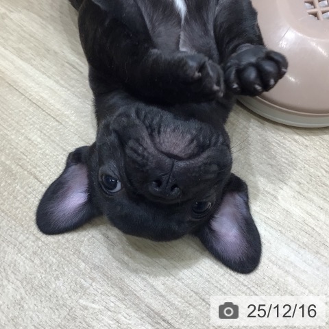 フレンチ・ブルドッグの写真