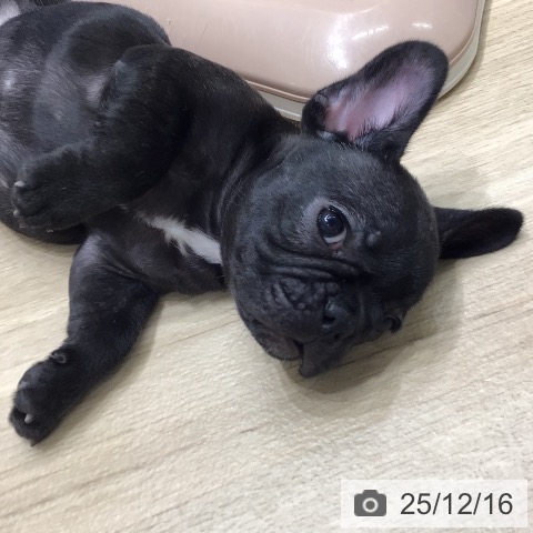 フレンチ・ブルドッグの写真