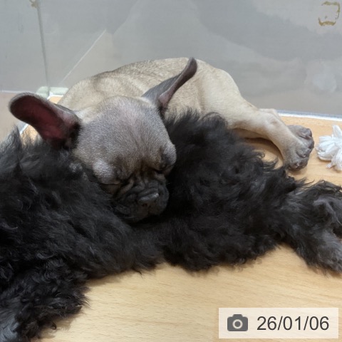 石川県のフレンチブルドッグ (ペットプラス 新小松店/2025年10月13日生まれ/女の子/フォーン)の子犬の3枚目の画像