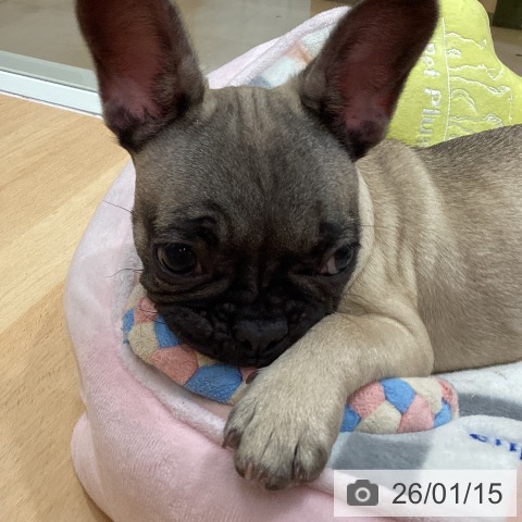 石川県のフレンチブルドッグ (ペットプラス 新小松店/2025年10月13日生まれ/女の子/フォーン)の子犬の3枚目の画像