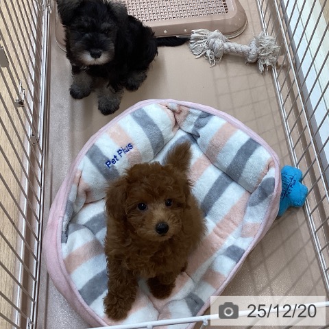 トイ・プードルの写真