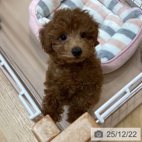 愛知県のトイプードル(トイ) (ペットプラス 千種店/2025年10月14日生まれ/男の子/レッド)の子犬の4枚目の画像