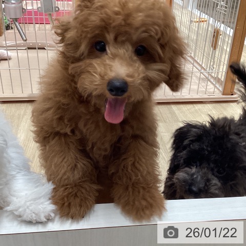 愛知県のトイプードル(トイ) (ペットプラス 上飯田店/2025年10月14日生まれ/男の子/レッド)の子犬の4枚目の画像