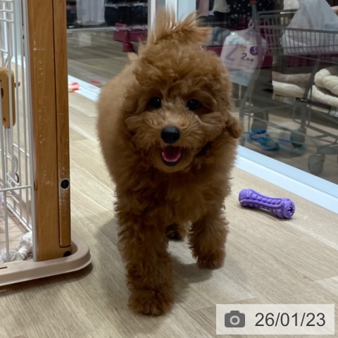 愛知県のトイプードル(トイ) (ペットプラス 上飯田店/2025年10月14日生まれ/男の子/レッド)の子犬の4枚目の画像