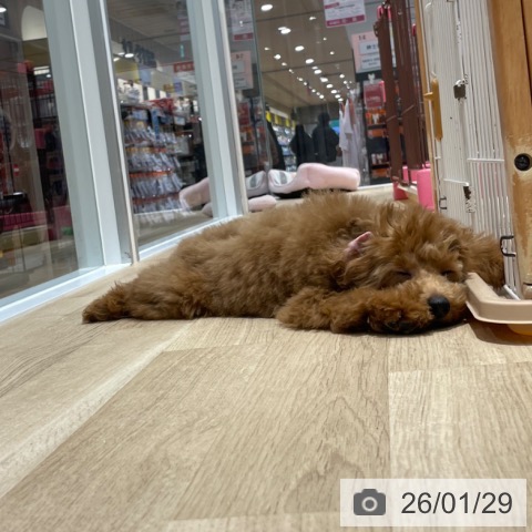 愛知県のトイプードル(トイ) (ペットプラス 上飯田店/2025年10月14日生まれ/男の子/レッド)の子犬の4枚目の画像