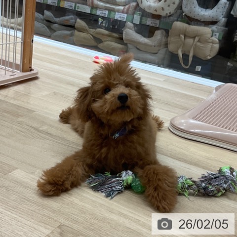 愛知県のトイプードル(トイ) (ペットプラス 上飯田店/2025年10月14日生まれ/男の子/レッド)の子犬の4枚目の画像