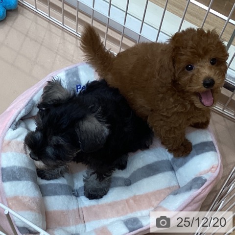 トイ・プードルの写真