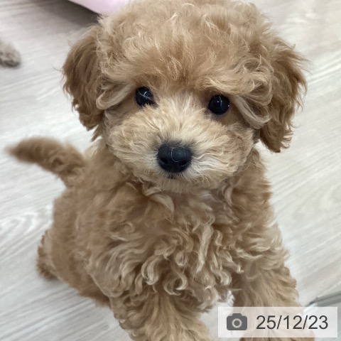 愛知県のトイプードル(トイ) (ペットプラス 豊田店/2025年10月15日生まれ/女の子/アプリコット)の子犬の4枚目の画像