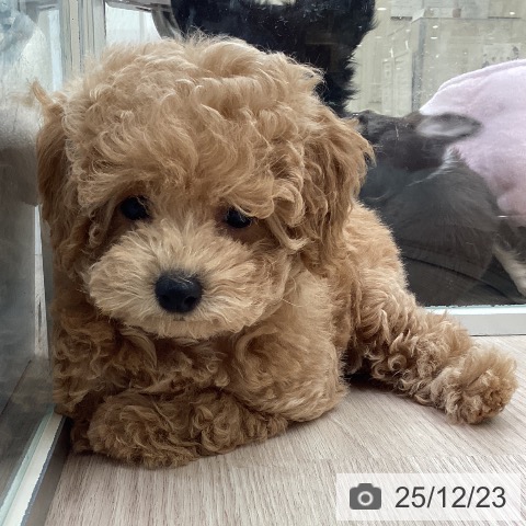 愛知県のトイプードル(トイ) (ペットプラス 豊田店/2025年10月15日生まれ/女の子/アプリコット)の子犬の3枚目の画像