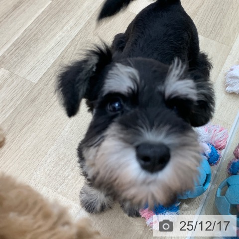 岐阜県のミニチュアシュナウザー (ペットプラス 光ケ丘店/2025年10月11日生まれ/男の子/ブラックシルバー)の子犬の4枚目の画像