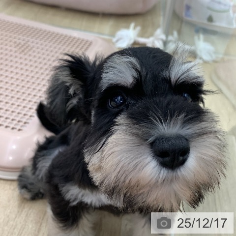 岐阜県のミニチュアシュナウザー (ペットプラス 光ケ丘店/2025年10月11日生まれ/男の子/ブラックシルバー)の子犬の3枚目の画像