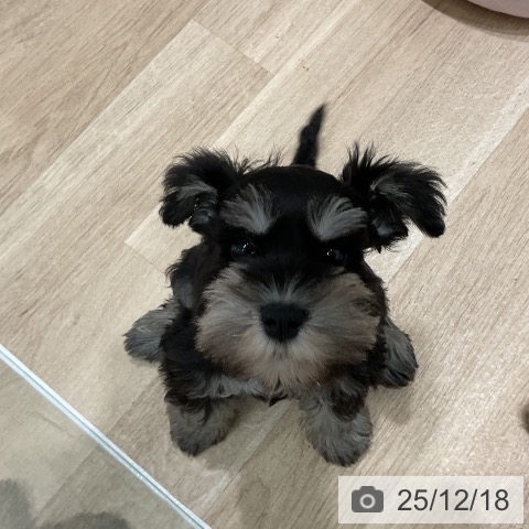 ミニチュア・シュナウザーの写真