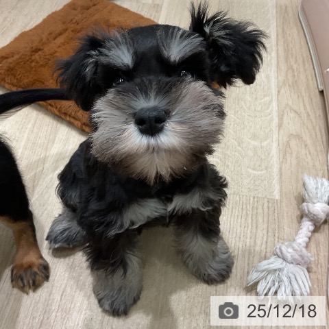 ミニチュア・シュナウザーの写真