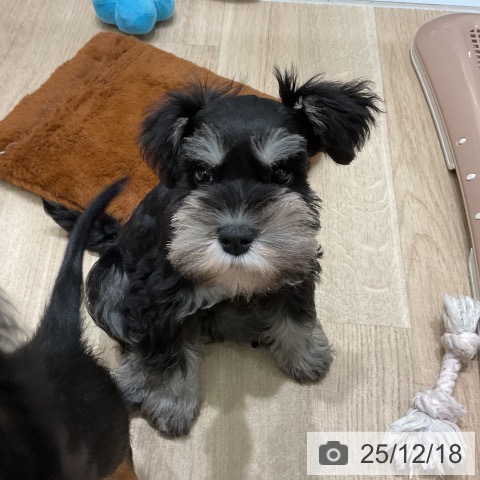 三重県のミニチュアシュナウザー (ペットプラス 鈴鹿店/2025年10月11日生まれ/男の子/ブラックシルバー)の子犬の4枚目の画像