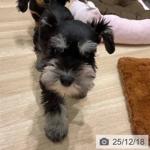 三重県のミニチュアシュナウザー (ペットプラス 鈴鹿店/2025年10月11日生まれ/男の子/ブラックシルバー)の子犬の3枚目の画像