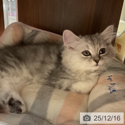 ミヌエットの写真