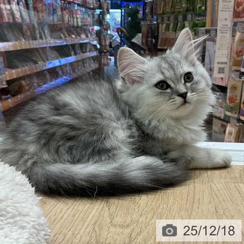 愛知県のミヌエット (ペットプラス イオンモール豊川店/2025年10月5日生まれ/男の子/シルバータビー)の子猫の3枚目の画像