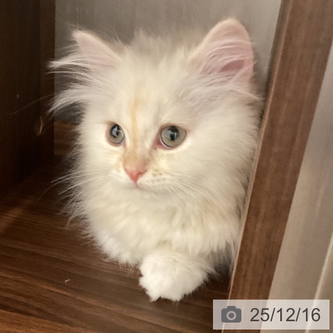 ミヌエットの写真