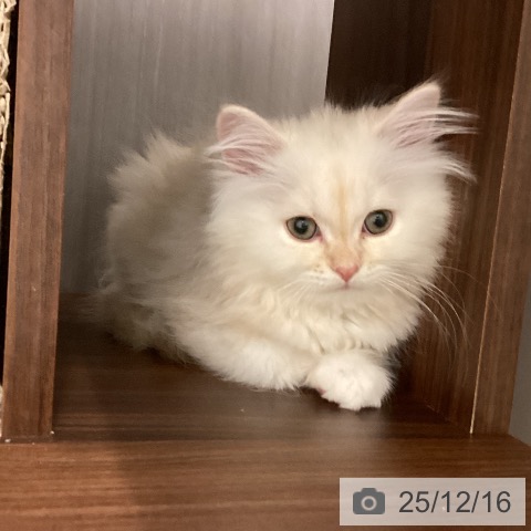 ミヌエットの写真