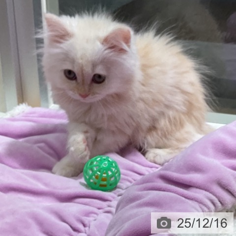 石川県のミヌエット (ペットプラス 新小松店/2025年10月5日生まれ/男の子/クリームカメオ)の子猫の4枚目の画像