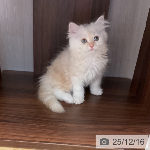 石川県のミヌエット (ペットプラス 新小松店/2025年10月5日生まれ/男の子/クリームカメオ)の子猫の3枚目の画像