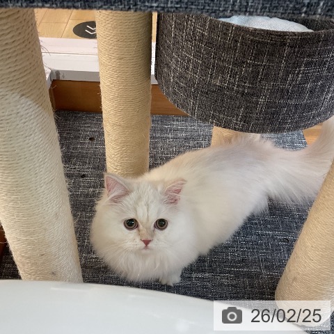 ミヌエットの写真