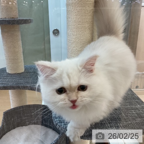 ミヌエットの写真