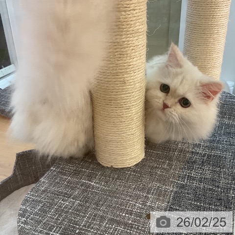 ミヌエットの写真