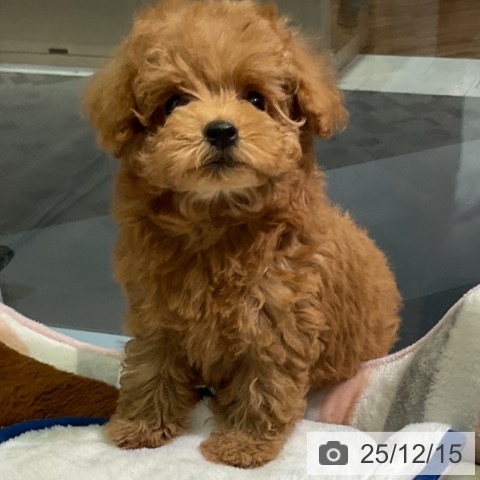 愛知県のトイプードル(トイ) (ペットプラス 岡崎店/2025年10月14日生まれ/女の子/レッドフォーン)の子犬の3枚目の画像