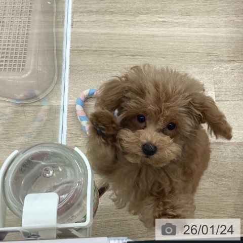 愛知県のトイプードル(トイ) (ペットプラス 豊橋牧野店/2025年10月14日生まれ/女の子/レッドフォーン)の子犬の3枚目の画像