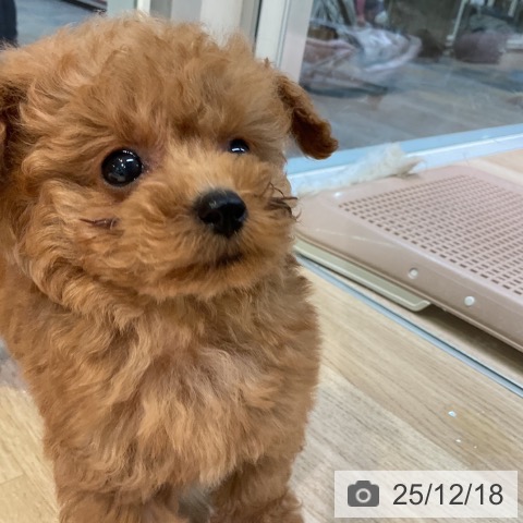 トイ・プードルの写真