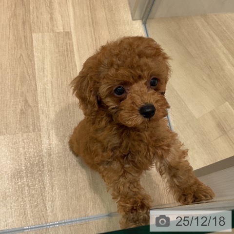 トイ・プードルの写真