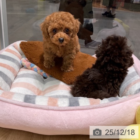 トイ・プードルの写真