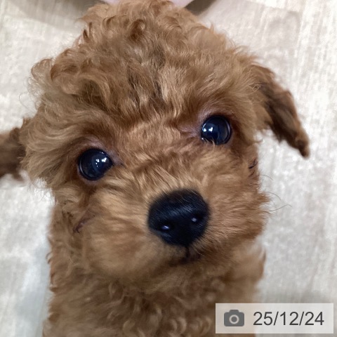 愛知県のトイプードル(トイ) (ペットプラス みなと店/2025年10月16日生まれ/女の子/レッドフォーン)の子犬の4枚目の画像