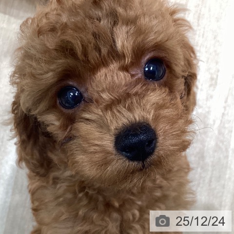 愛知県のトイプードル(トイ) (ペットプラス 則武新町店/2025年10月16日生まれ/女の子/レッドフォーン)の子犬の3枚目の画像