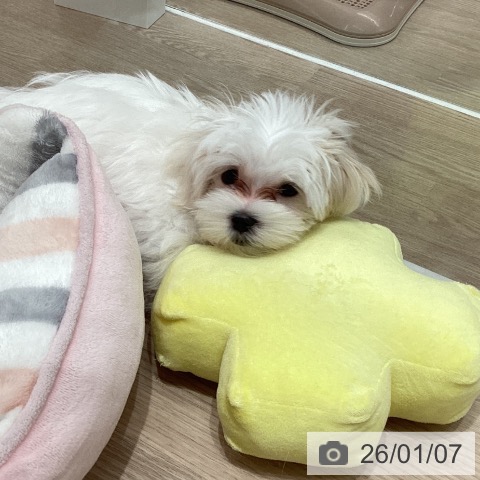 石川県のマルチーズ (ペットプラス 白山店/2025年10月14日生まれ/男の子/ホワイト)の子犬の4枚目の画像