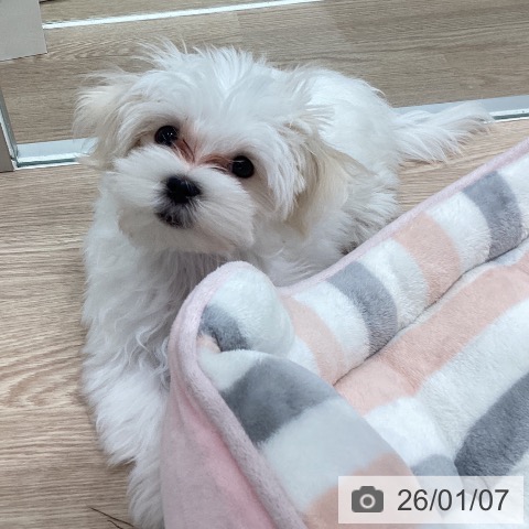 石川県のマルチーズ (ペットプラス 白山店/2025年10月14日生まれ/男の子/ホワイト)の子犬の3枚目の画像