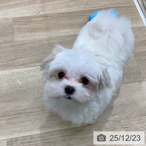 岐阜県のマルチーズ (ペットプラス 各務原店/2025年10月14日生まれ/女の子/ホワイト)の子犬の4枚目の画像